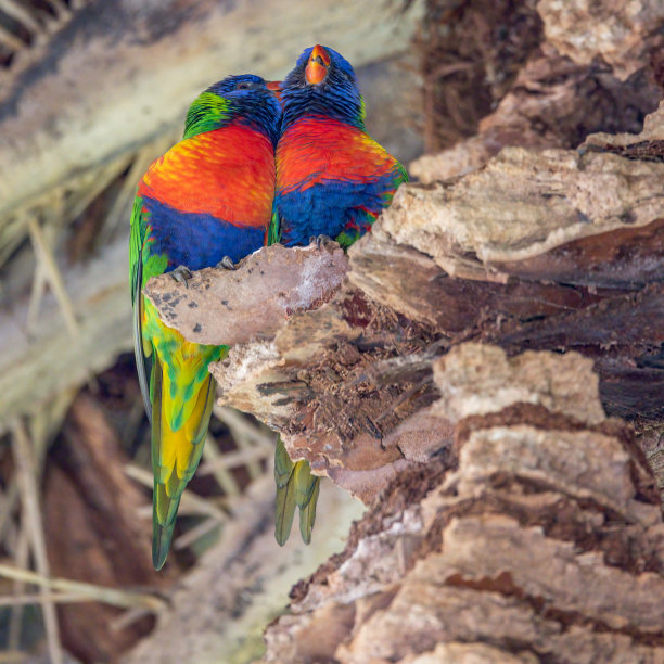 lorikeets