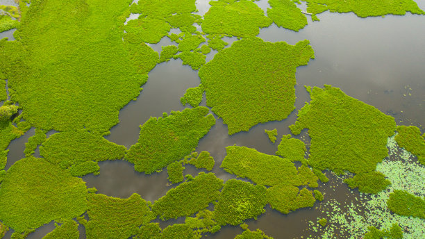 wetland