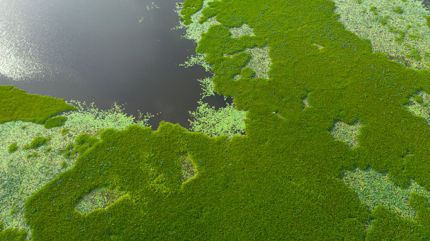 fen