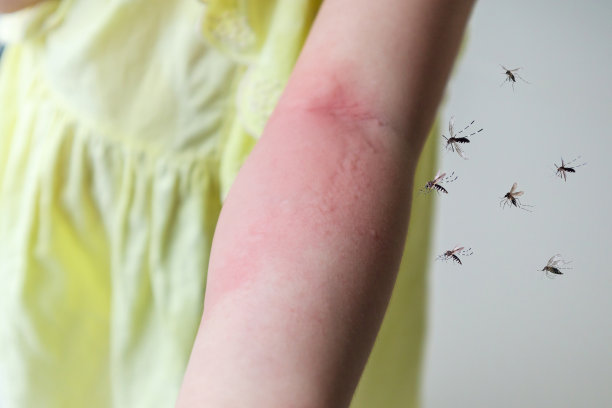 mosquito