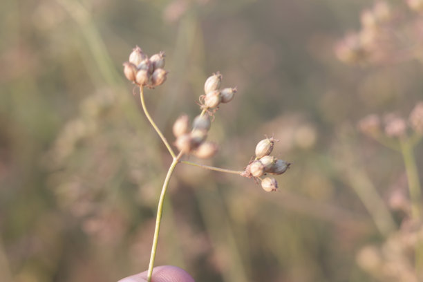 cilantro