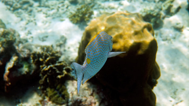rabbitfish