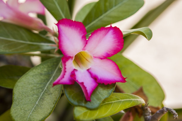 栀子花装饰背景花卉