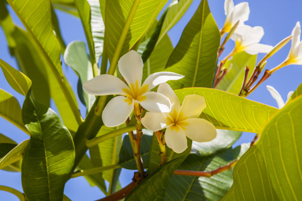 栀子花装饰背景花卉