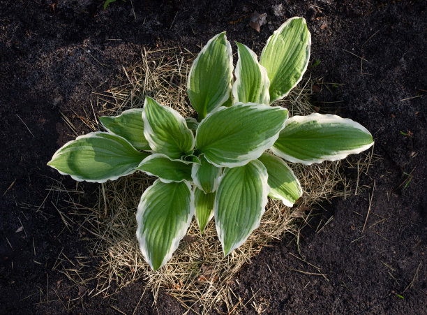 hosta