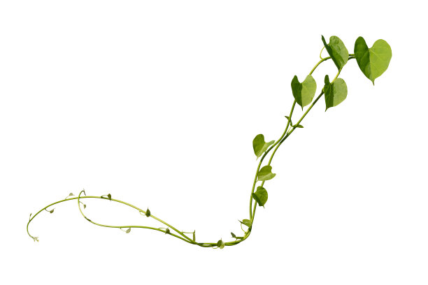 vitis
