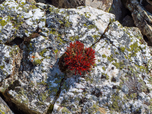 rhodiola