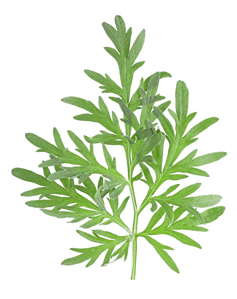 mugwort