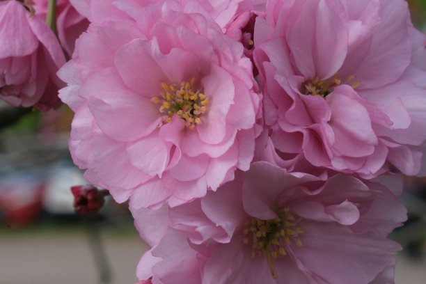 sakura