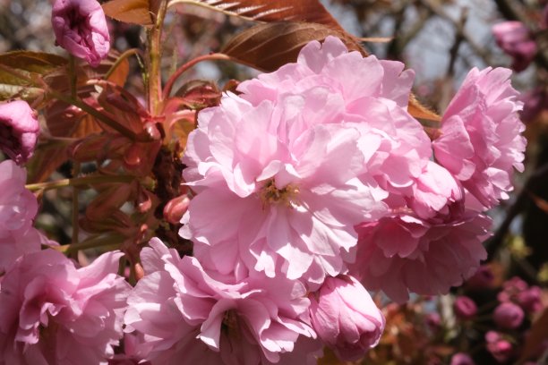 sakura