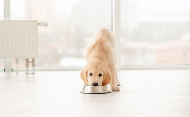 eat