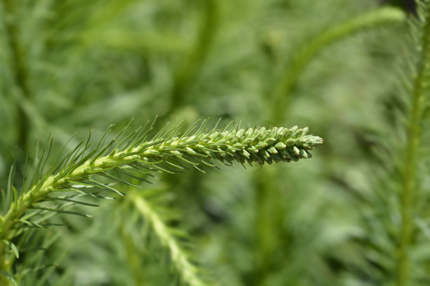 liatris