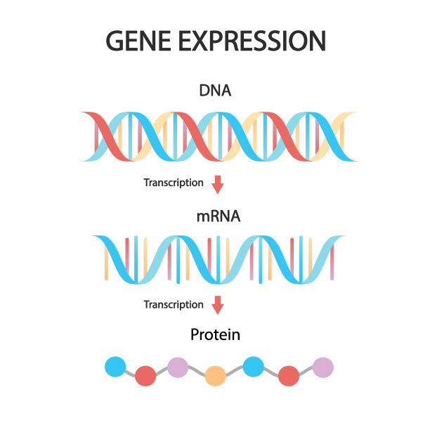 gene