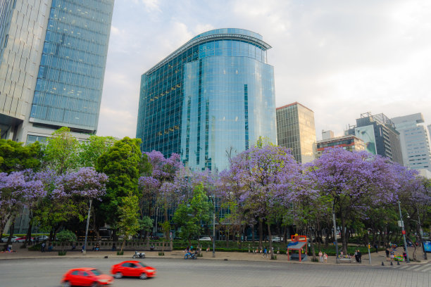 jacaranda