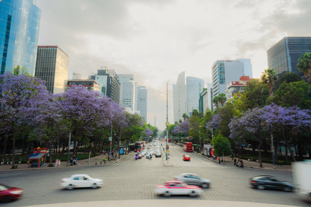 jacaranda