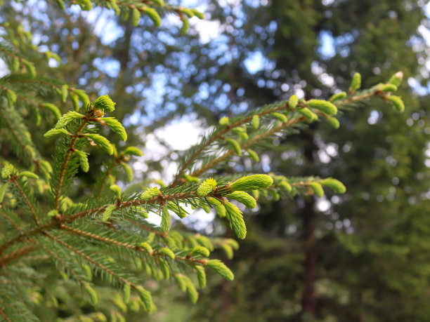 spruce