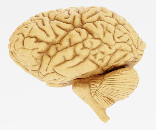 cerebrum