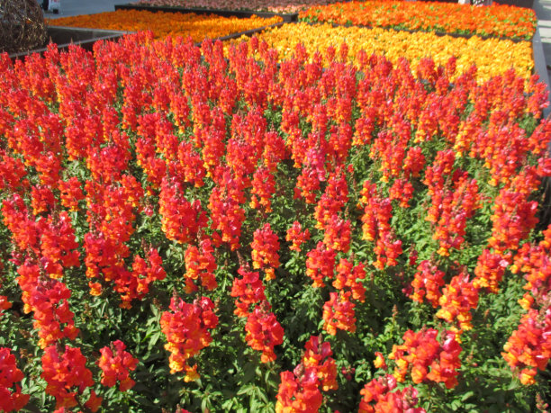 snapdragon