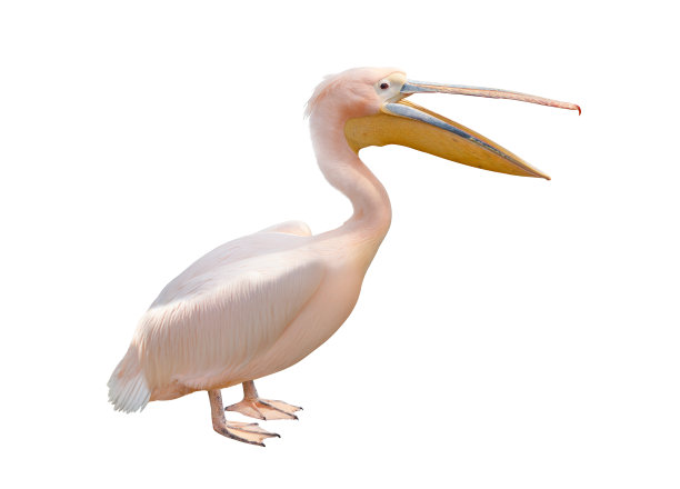 pelecanus