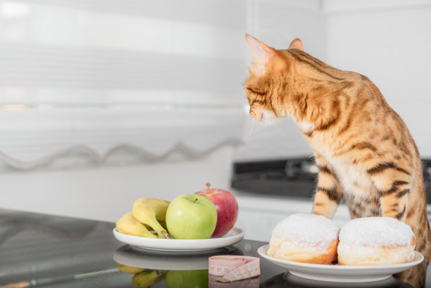 猫咪的甜点