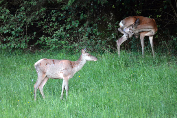 doe