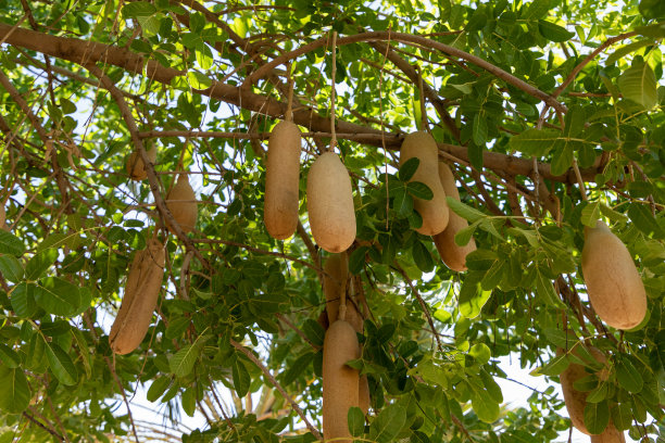 腊肠子树