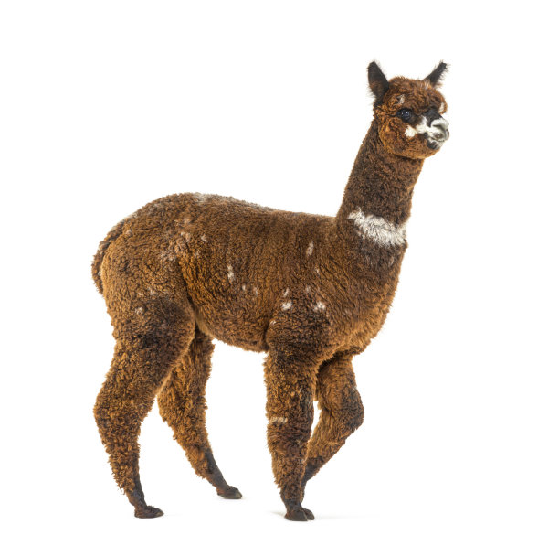 alpaca