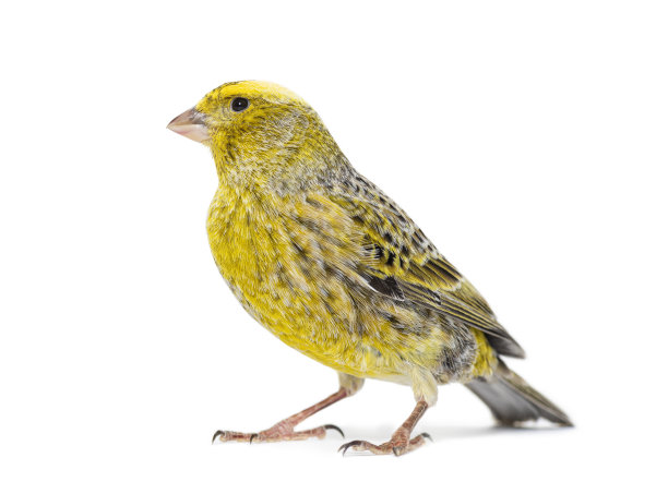 canary