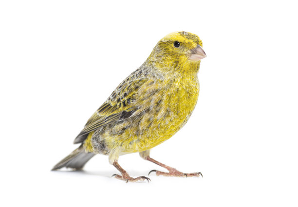 canary