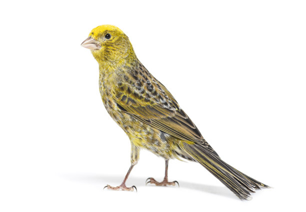 canary