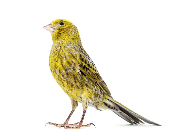 canary