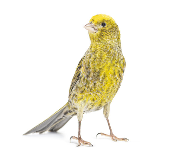 canary