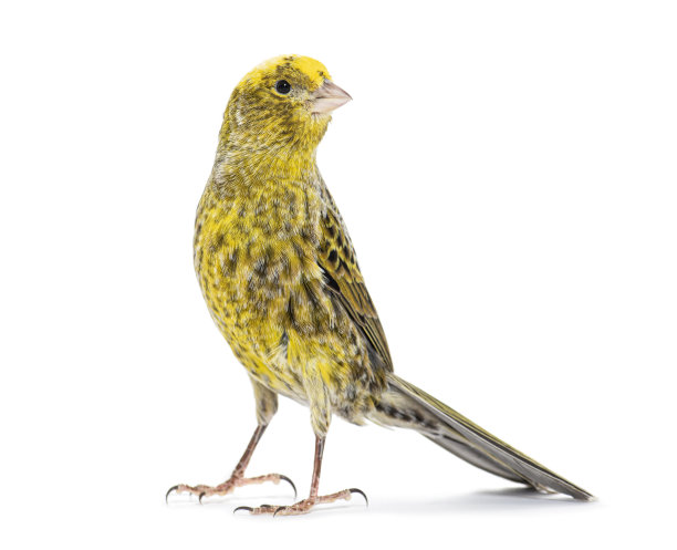 canary