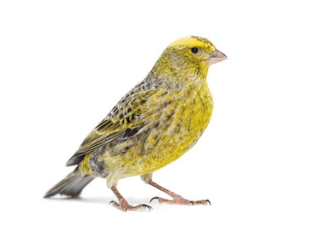 canary