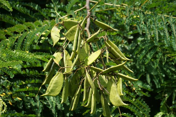 legume
