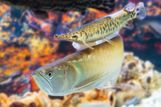 arowana