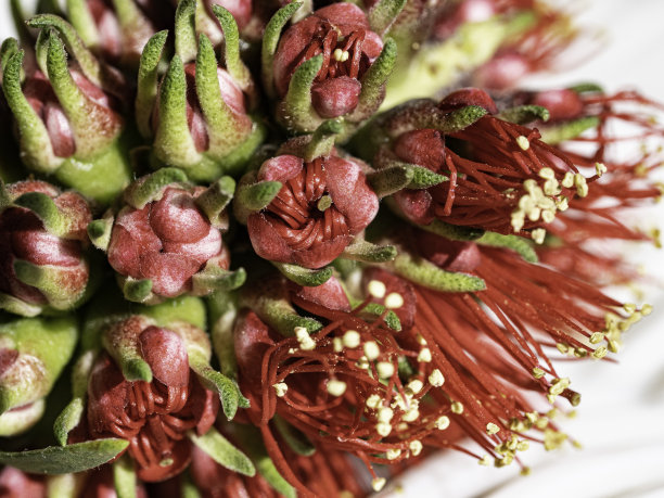 stamens