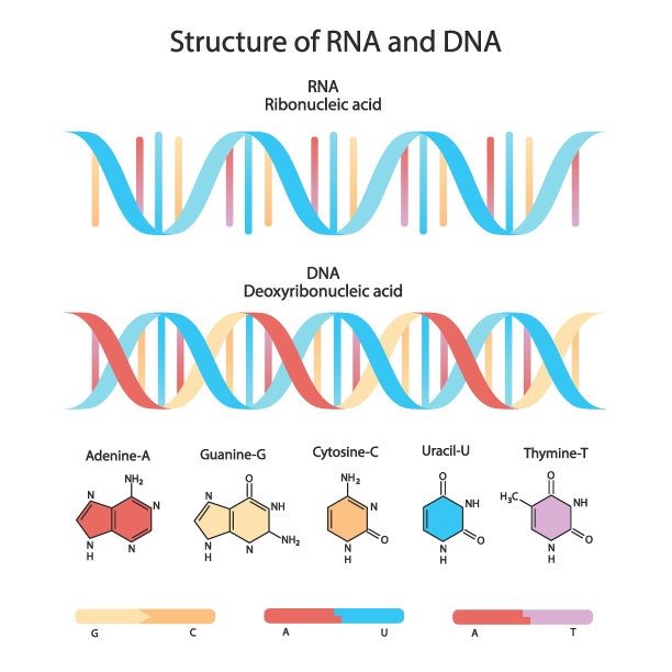 rna