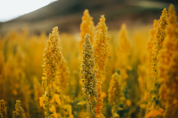 quinoa