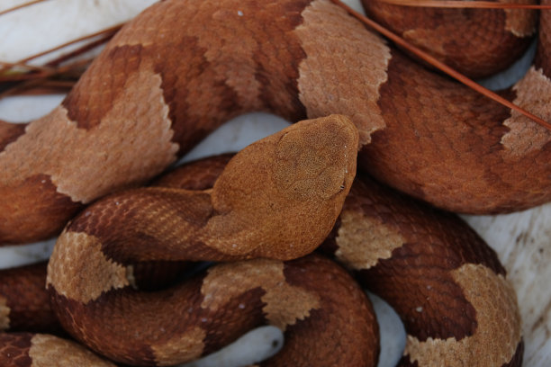 copperhead