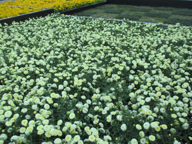 marguerite