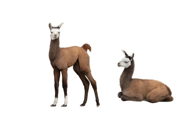 llama