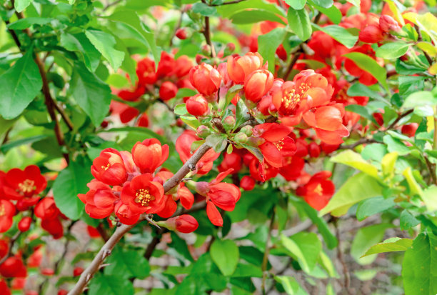 chaenomeles