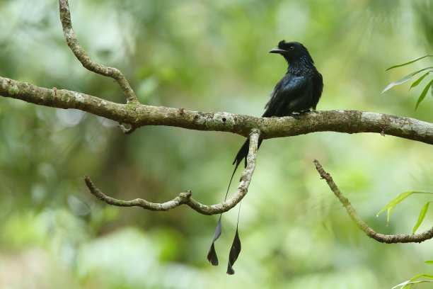 drongo