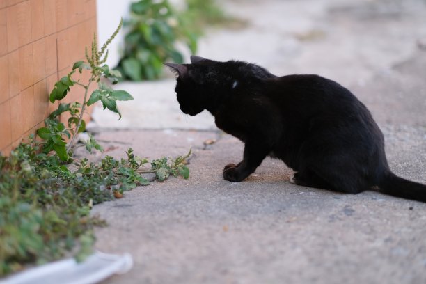 stray