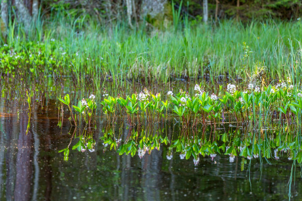 湿地公园花卉芦苇水面