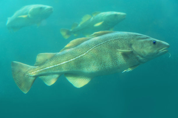 cod