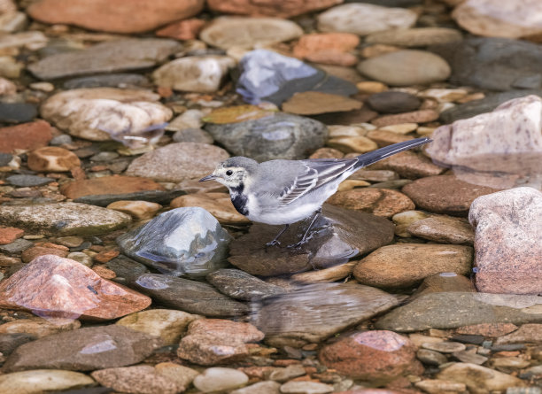 wagtail