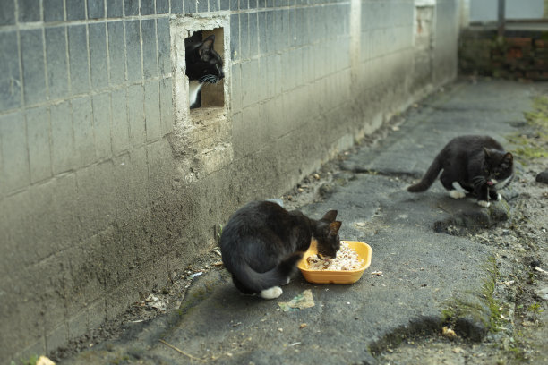 stray