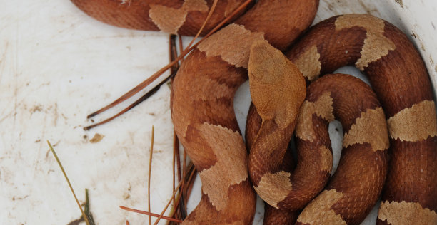copperhead